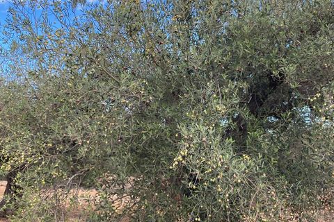 Finca i El Perello, Tarragona, El Perello - € 77.000 | Ref: Finca Manu Ampo - foto 27